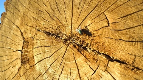 Lumber close up 스톡 동영상 98484806