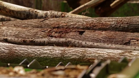 Lumber factory Conveyors of logs sorting machine Stock Footage 70672285