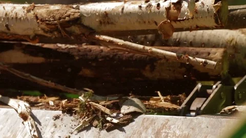 Lumber factory Conveyors of logs sorting machine Stock Footage 70675041