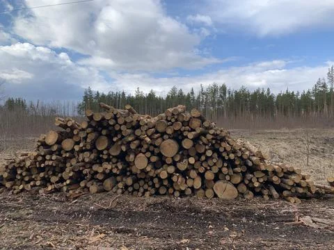 Lumber harvesting. Large stack of firewood for winter heating. Round firewood Stock-Fotos