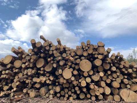 Lumber harvesting. Large stack of firewood for winter heating. Round firewood Stockfoto's