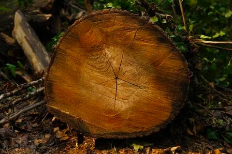 Lumber industry Stock Photos