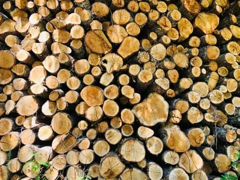 Lumber Industry Stock Photos