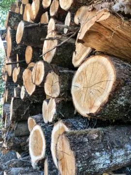 Lumber Industry Stock Photos