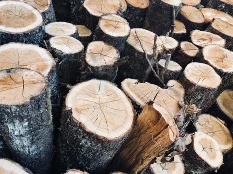 Lumber Industry Stock Photos