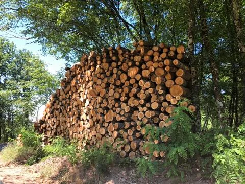Lumber Industry Stock Photos