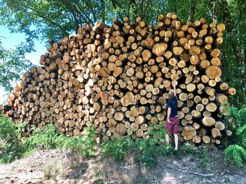 Lumber Industry Stock Photos