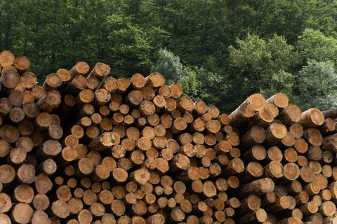 Lumber mill in Germany 스톡 사진