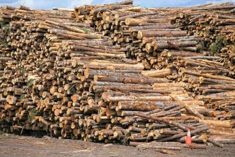 Lumber piles Stock Photos
