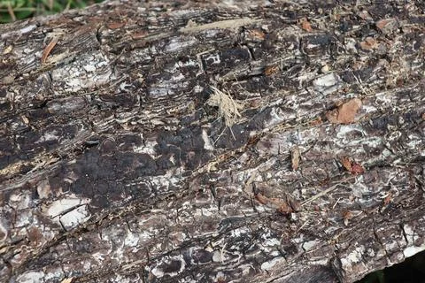 Lumber in a sawmill Foto stock