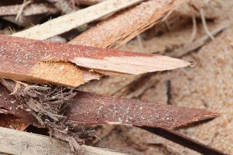 Lumber in a sawmill Foto stock