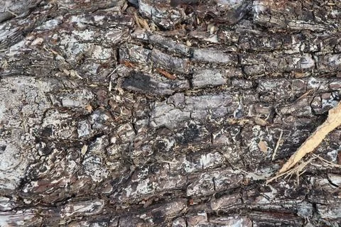 Lumber in a sawmill Foto stock