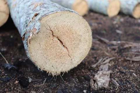 Lumber in a sawmill Foto stock