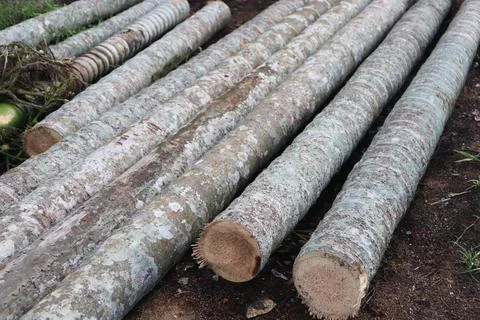 Lumber in a sawmill Stock-Fotos