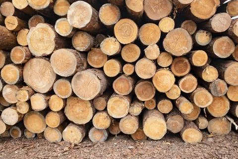 Lumber warehouse. Stack of round raw coniferous logs outdoors Foto stock