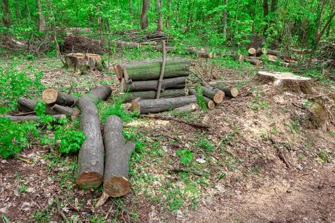 Lumber yard in the forest Stock Photos