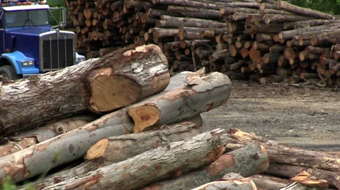 Lumber yard with trees stacked Stock Footage 33578488