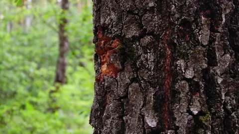 A lumberjack with an axe cuts a tree the chips fly off, deforestation Video stock 111318194