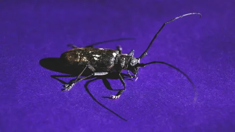 Lumberjack beetle close up. Pests and orderlies of the forest. Woodpecker food Stock Footage 136929552