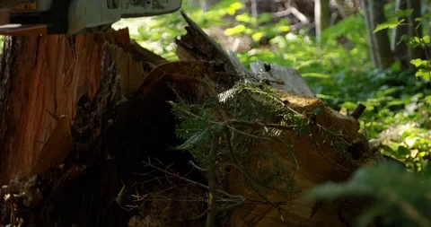 Lumberjack begins cutting into tree trunk  in forest - wood chips exploding e Stock Footage 118584207