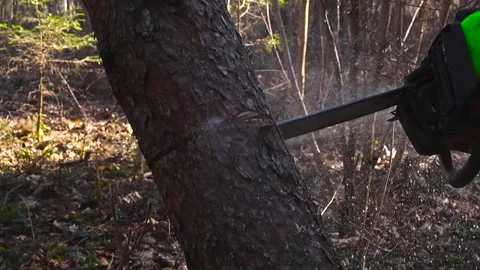Lumberjack with Chainsaw Cutting Down a Pine Tree in the Forest Видео 336651015