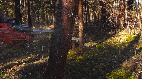 Lumberjack with a Chainsaw Cutting Down a Pine Tree 스톡 동영상 337905597