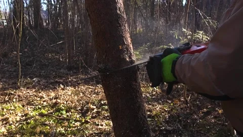 Lumberjack with a Chainsaw Cutting Down a Tree in the Forest Stock Footage 333291918