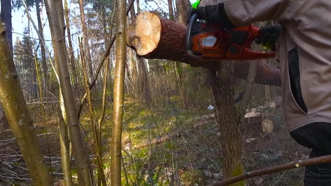 Lumberjack with a Chainsaw Cutting a Log in the Sunny Forest Stock Footage 333851368