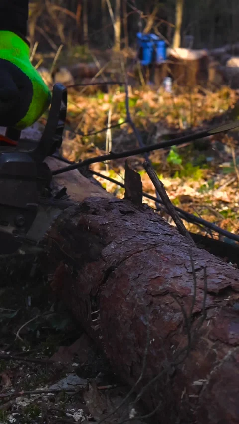 Lumberjack with a Chainsaw Cutting a Pine Log in the Forest Stock Footage 332202460