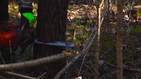 Lumberjack with Chainsaw Cutting Pine Tree in Sunny Forest Stock Footage 332202961