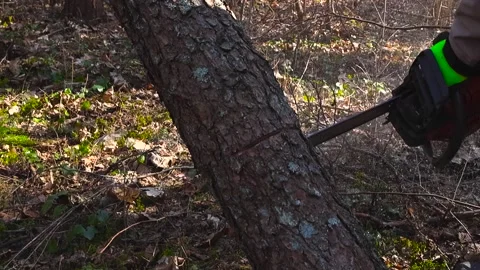 Lumberjack with a Chainsaw Cutting a Pine Tree Trunk in a Sunny Forest Stock Footage 333433004
