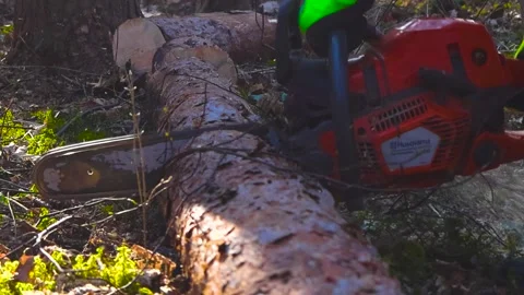 Lumberjack With Chainsaw Cutting Pine Tree Log in the Forest Stock Footage 334351241