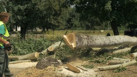 Lumberjack with chainsaw cutting tree and it falls on the ground, deforestation. Video stock 83651674