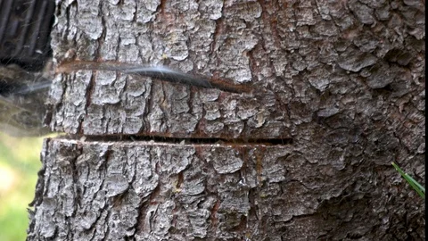 Lumberjack with chainsaw cutting tree close up. Video stock 116791566