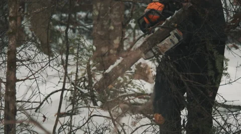 Lumberjack with Chainsaw Cutting Tree. Stock-Footage 59787072