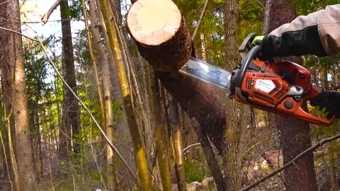 Lumberjack with a Chainsaw Cutting a Tree in the Forest Stock Footage 333853147