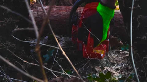 Lumberjack with a Chainsaw Cutting a Tree Log in the Forest Stock Footage 332203060