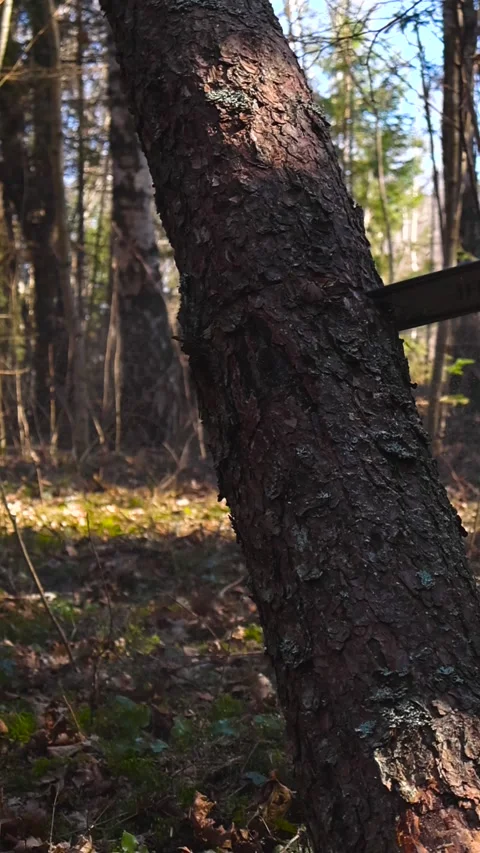 Lumberjack with a Chainsaw Cutting a Tree Trunk in the Forest Stock Footage 332640176