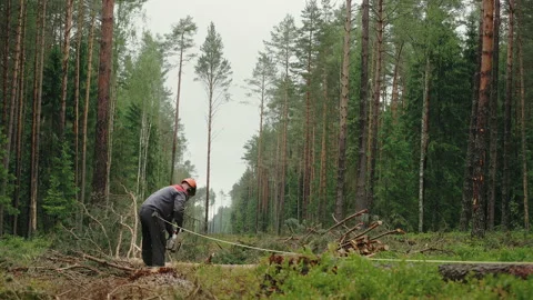 A lumberjack with a chainsaw cutting trees in the forest Stock-Footage 234058553