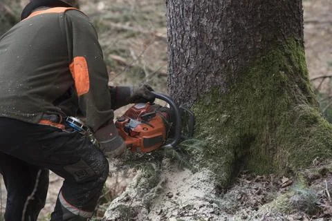 Lumberjack with chainsaw working in the forest Stock Photos