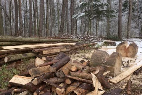 Lumberjack chopped the tree trunks Stock Photos
