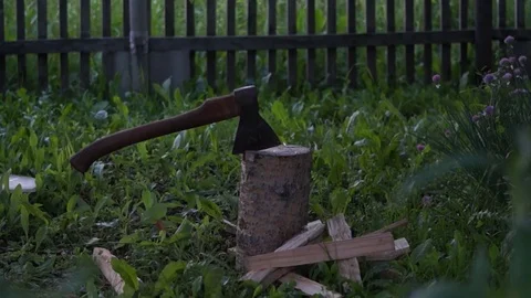 Lumberjack chopping birch Stock Footage 79787543
