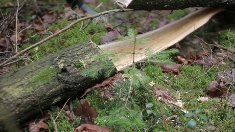 Lumberjack is chopping dry fallen tree 库存影片 75468907