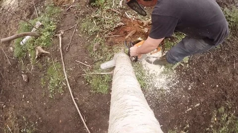 Lumberjack chops down tree (with high angle camera mounted in tree) 動画素材 55820527