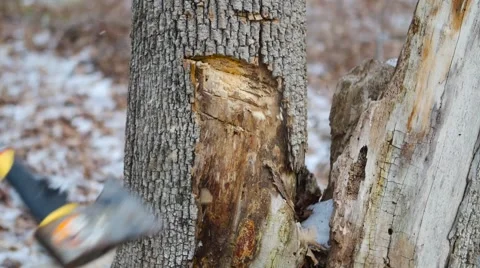 Lumberjack Chops Tree with Axe in Extreme Closeup Video stock 58132557