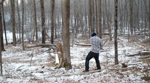 Lumberjack Chops Tree with Axe in Wide Shot Video stock 58132598
