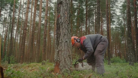 Lumberjack chops trees with chainsaw. Video stock 233905051