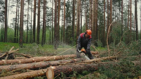 Lumberjack chops trees with chainsaw. Stock Footage 236831487