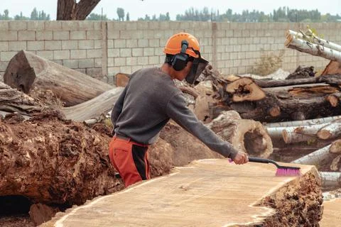 Lumberjack cleaning the surface of tree trunk from sawdust after cutting. Tim Stock Photos