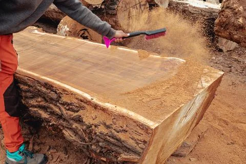 Lumberjack cleaning the surface of tree trunk from sawdust after cutting. Tim Stock Photos